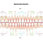 Numerotarea dinților în stomatologie