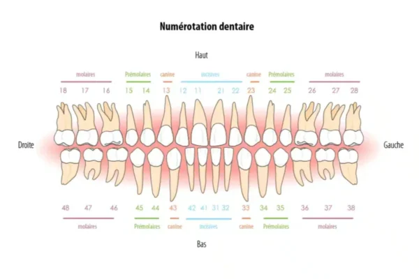 Numerotarea dinților în stomatologie